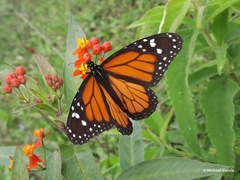 Danaus plexippus nigrippus