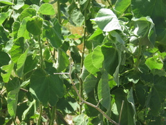 Callianthe pauciflora