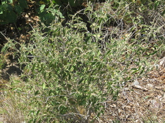 Croton lachnostachyus