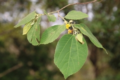 Grewia tiliifolia