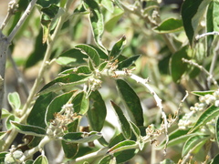 Croton lachnostachyus