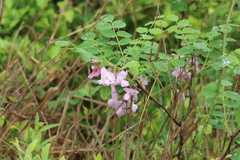 Robinia hispida hispida