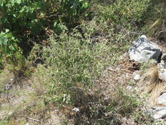 Croton lachnostachyus