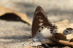 Seseria strigata
