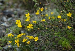Dasiphora phyllocalyx