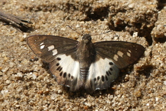 Seseria strigata