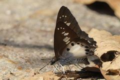 Seseria strigata
