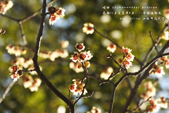 Chimonanthus praecox