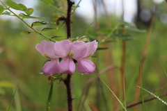 Robinia hispida hispida
