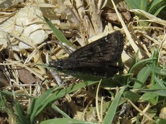 Hesperopsis alpheus