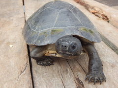 Orlitia borneensis