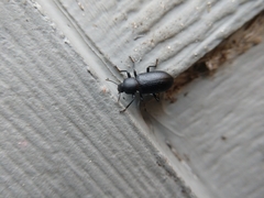 Strongylium terminatum