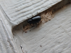 Strongylium terminatum