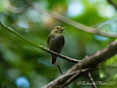 Ceratopipra rubrocapilla