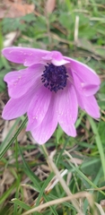 Anemone