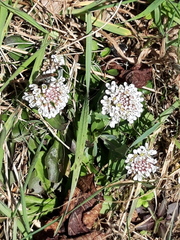 Noccaea caerulescens