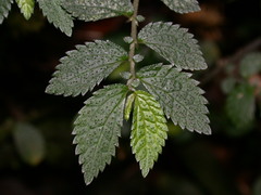 Elatostema parvum