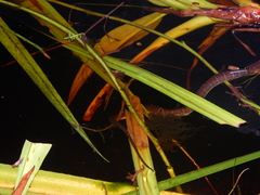 Homalopsis buccata