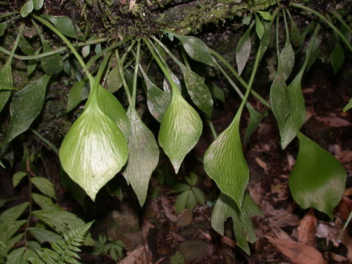 タキミシダ (Antrophyum obovatum) · iNaturalist
