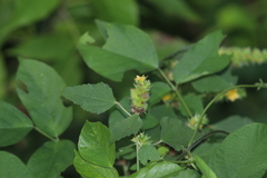 Malvastrum americanum