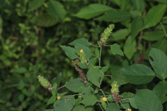 Malvastrum americanum