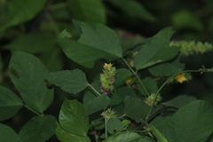 Malvastrum americanum