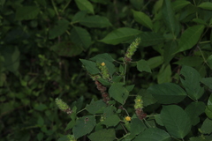 Malvastrum americanum