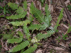 Pteris pseudowulaiensis