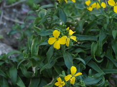 Erysimum senoneri