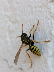 Polistes dominula