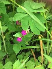 Mirabilis violacea