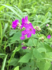 Mirabilis violacea