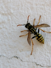 Polistes dominula