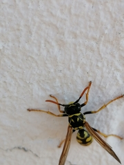 Polistes dominula