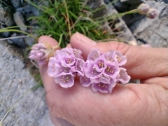 Armeria ruscinonensis