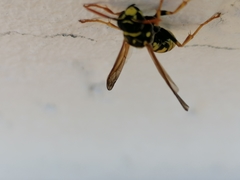 Polistes dominula