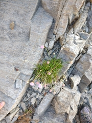 Armeria ruscinonensis