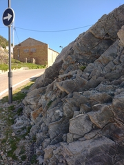 Armeria ruscinonensis