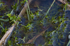 Crassula helmsii