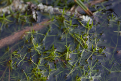 Crassula helmsii