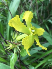 Prestonia mollis