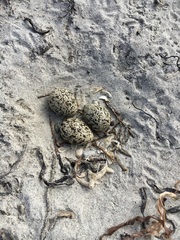 Thinornis cucullatus