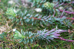 Euphorbia portlandica
