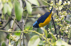 Chlorophonia cyanocephala