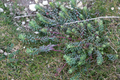 Euphorbia portlandica