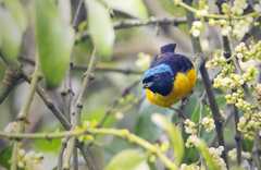 Chlorophonia cyanocephala