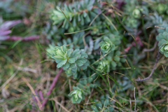 Euphorbia portlandica