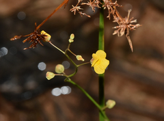 Utricularia hispida