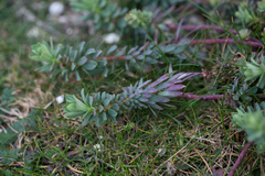 Euphorbia portlandica