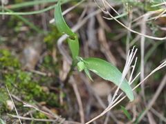 Fritillaria ehrhartii